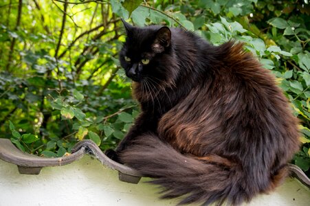 Thick cat psychiatric garden