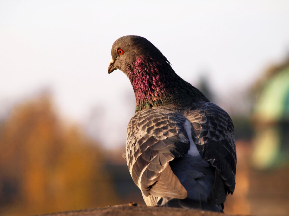 Prague city bird pigeon