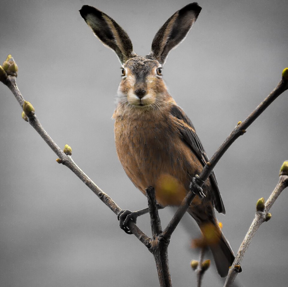 Easter composing cute