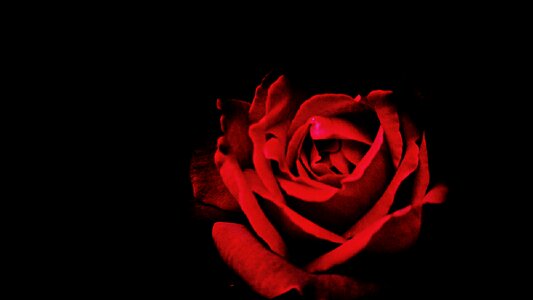 Petal roses flower