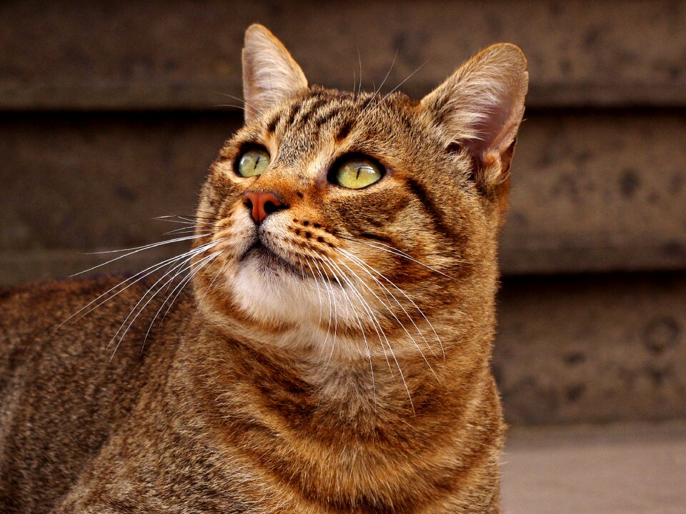 Calico cat cats tabby