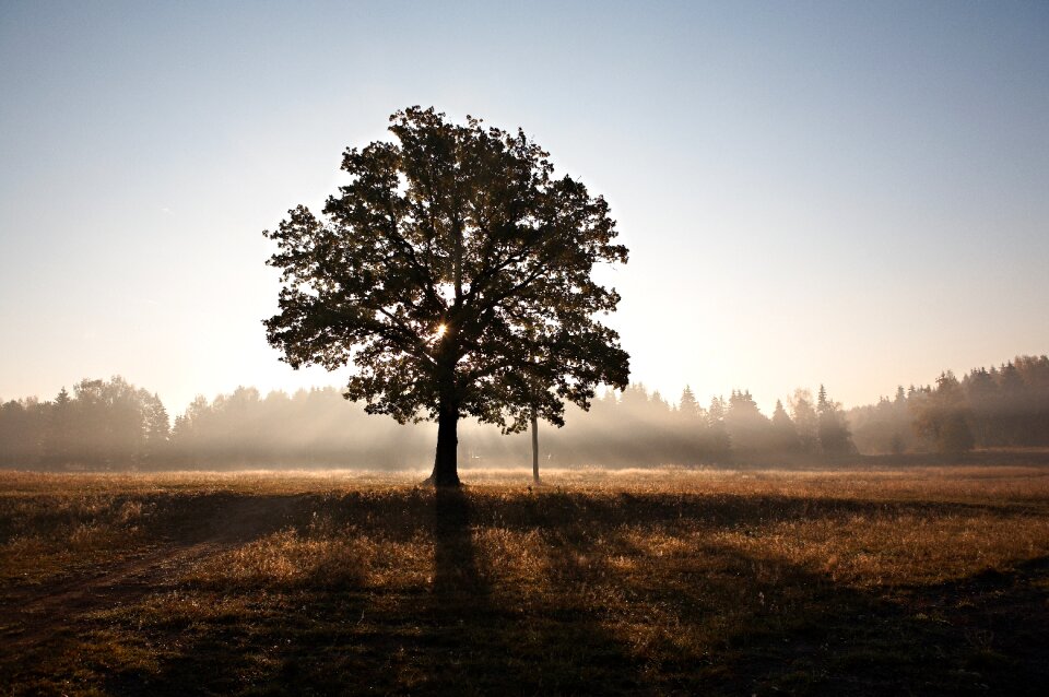Outdoor nature sunlight