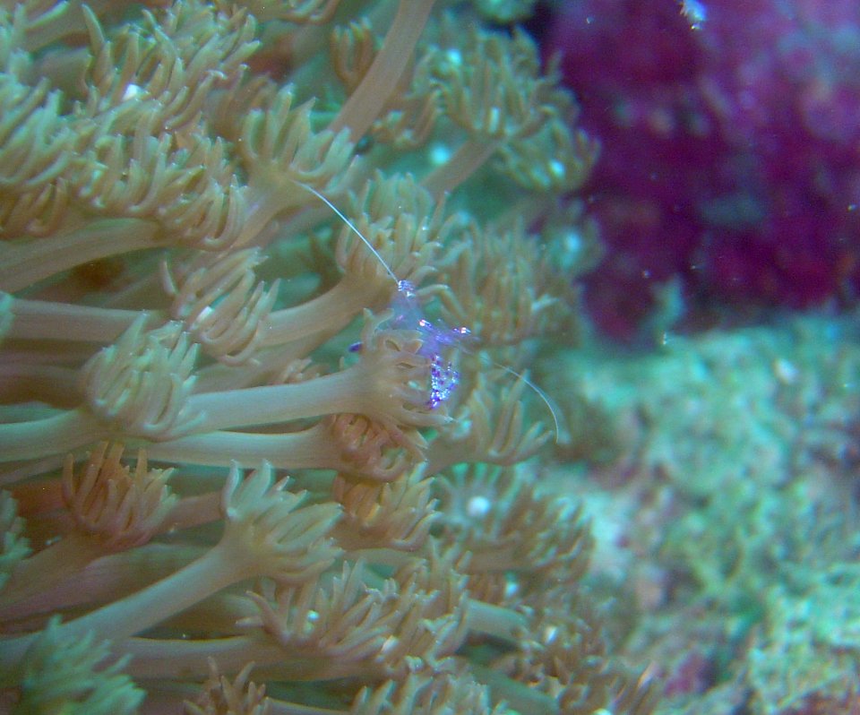 Coral and shrimp on Guam (reef113219074)
