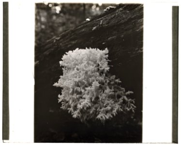 Coral mushroom (romaria) LCCN2008676001
