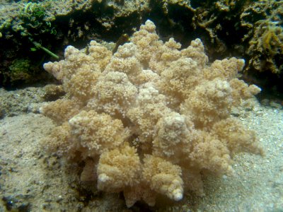Coral on Guam (reef112762055)