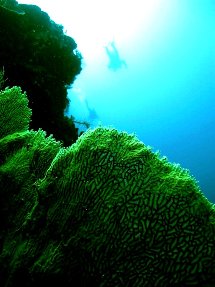 Coral Triangle Support Partnership (4843435914)