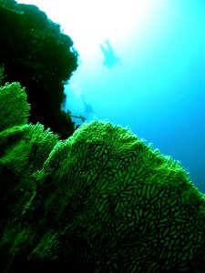 Coral Triangle Support Partnership (4843435914)