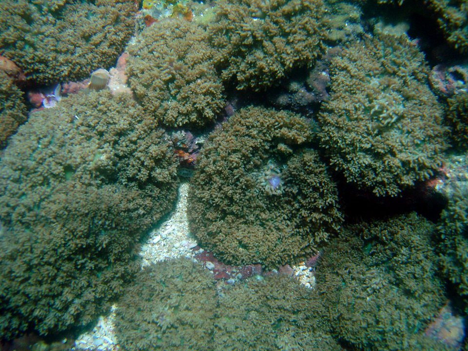 Coral (Fungia sp) with polyps extended (reef113062055)