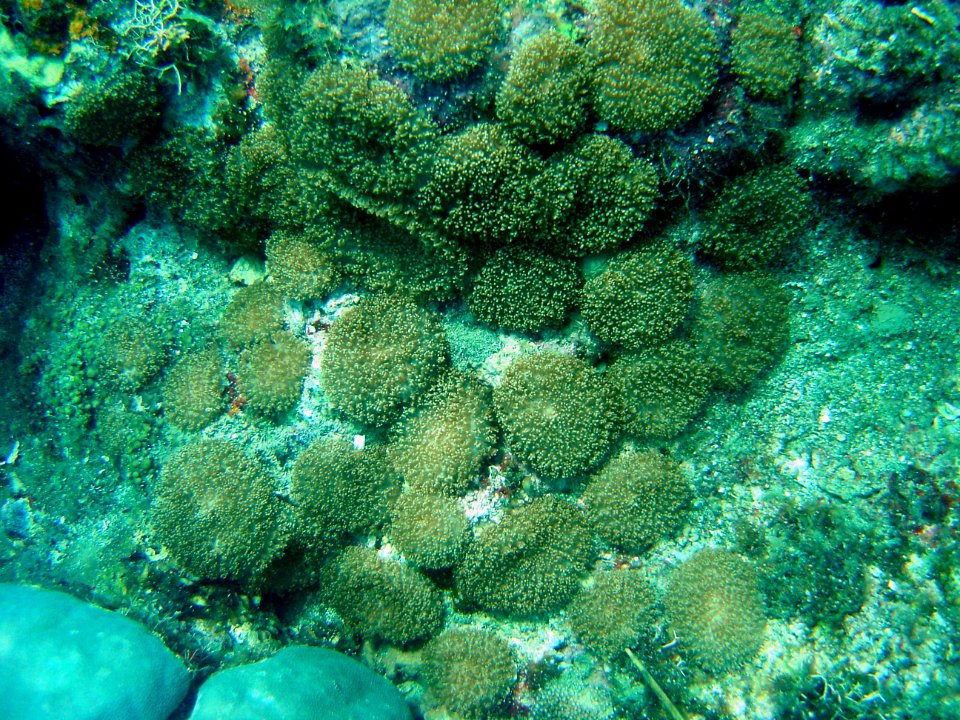 Coral (Fungia sp.) with polyps extended (reef110249946)
