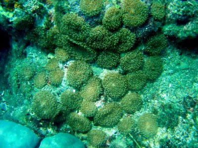 Coral (Fungia sp.) with polyps extended (reef110249946)