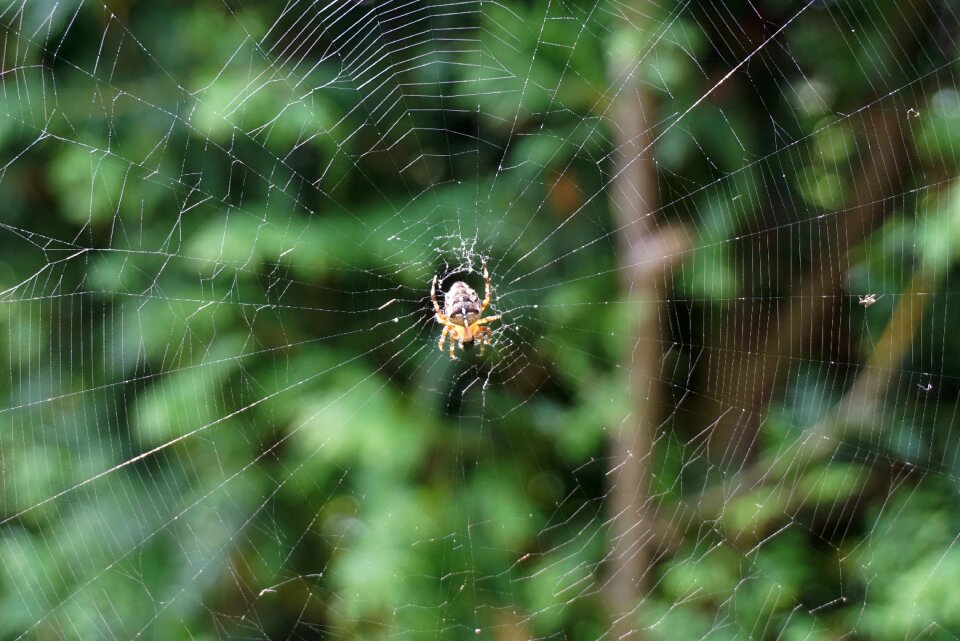 Cobweb nature insect