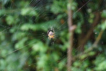 Cobweb nature insect