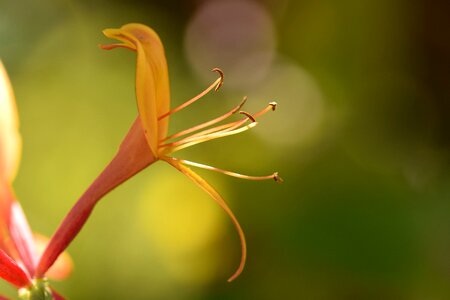 Botany pink garden