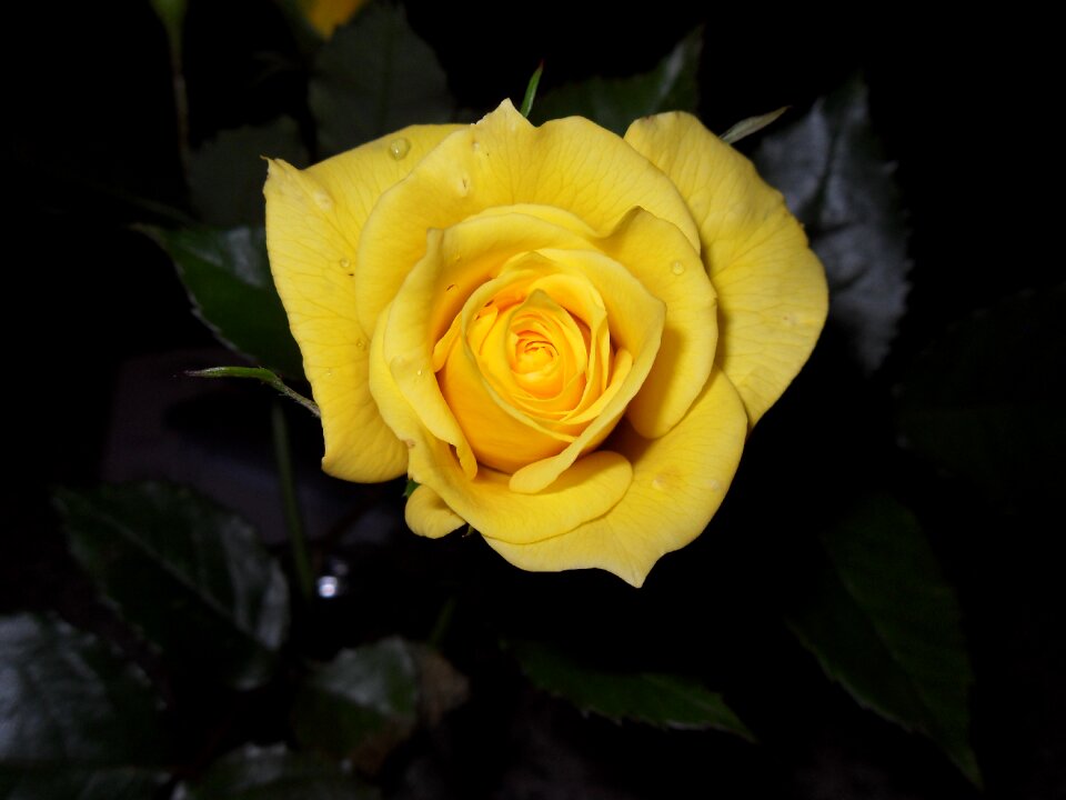 Rose yellow floribunda
