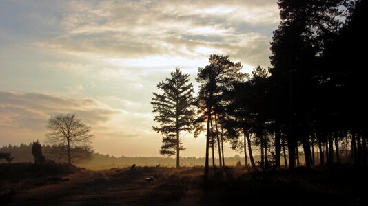 Dutch landscape hei tree