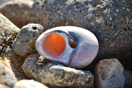 Stone shell beach