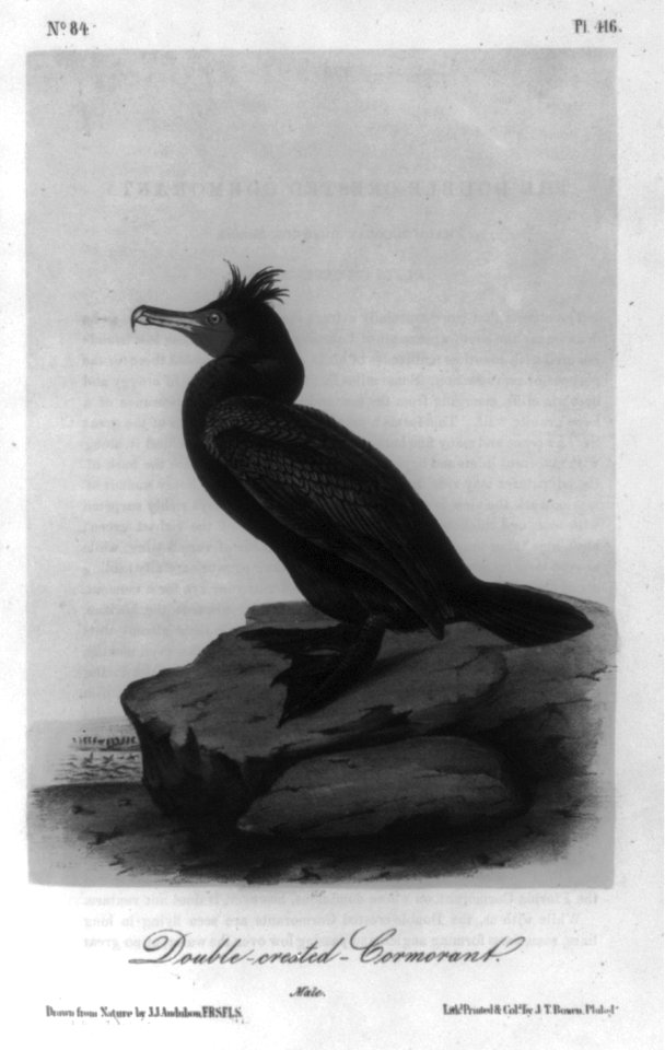 Cormorant LCCN2004665542