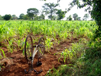 Corn fields, northern Ghana (14445291146)
