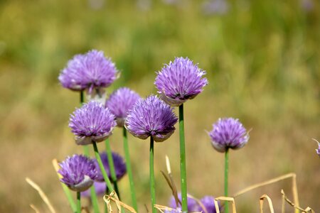 Spring flowers plant flowers