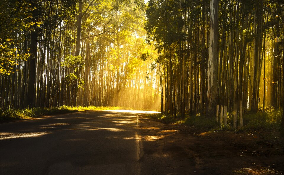 Afternoon nature exotic