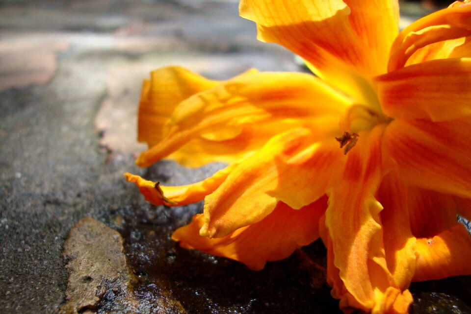 Tiger lily summer plant