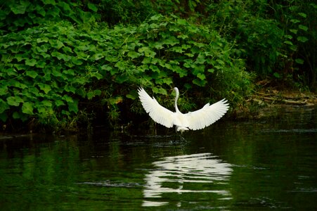Nature birds animal