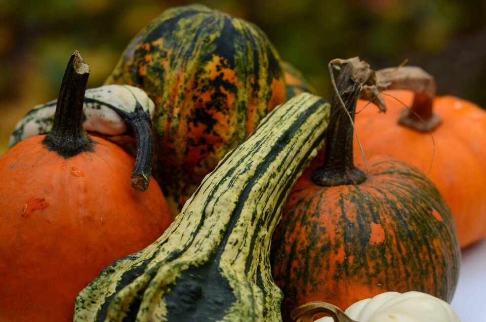 Thanksgiving grow squash