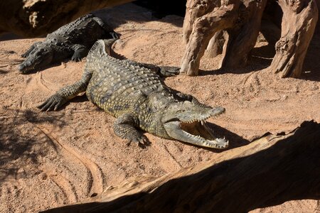 Reptile alligator scale photo