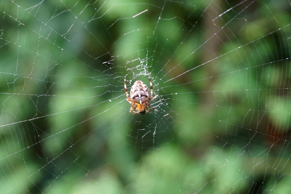 Cobweb nature insect