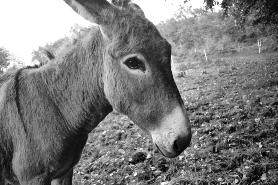 Photo black white look eye