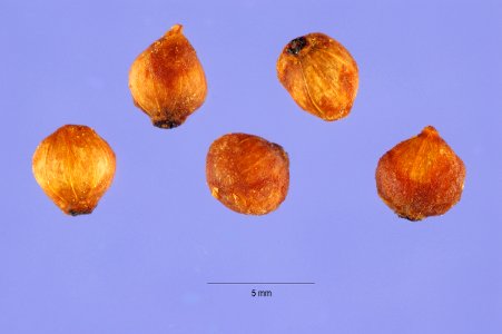 Cornus drummondii 006