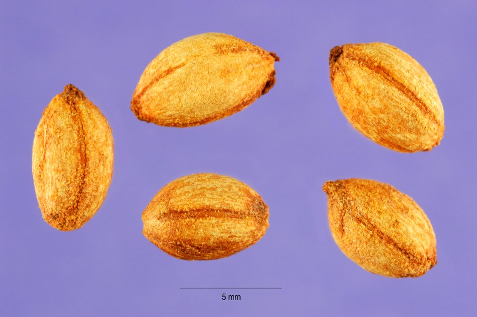 Cornus florida seeds