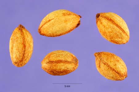 Cornus florida seeds