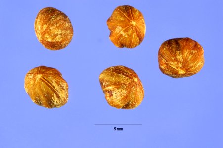 Cornus racemosa seed