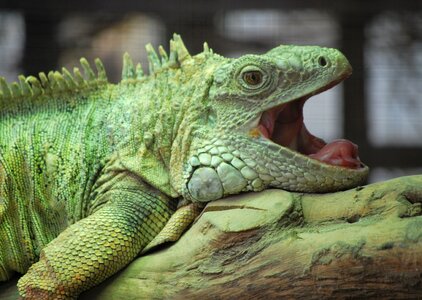 Animal wildlife zoo