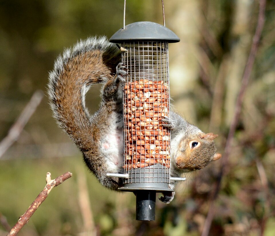 Animal nature outdoors