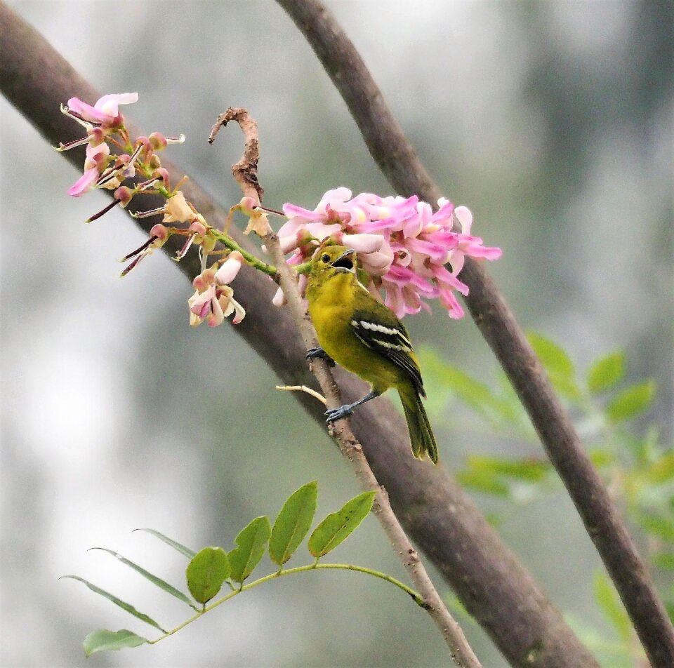 Bird wildlife flower