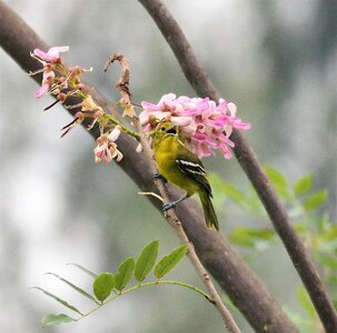 Bird wildlife flower
