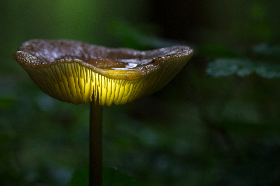 Nature mushroom close up photo