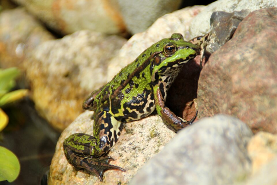 Nature water frog pond photo