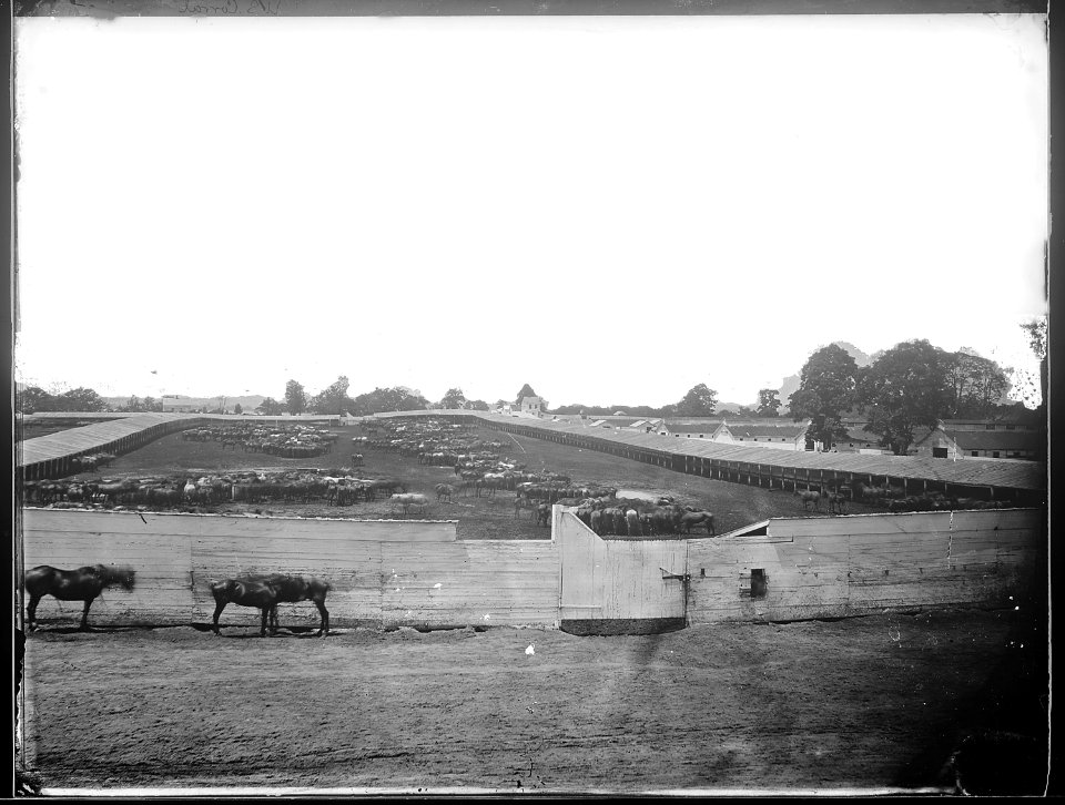 Corral at Giesboro, D.C. (4153715082)