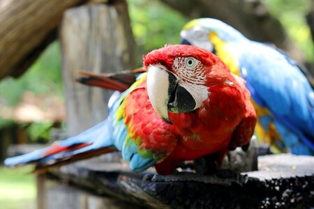 Bird tropical bird brazilian fauna