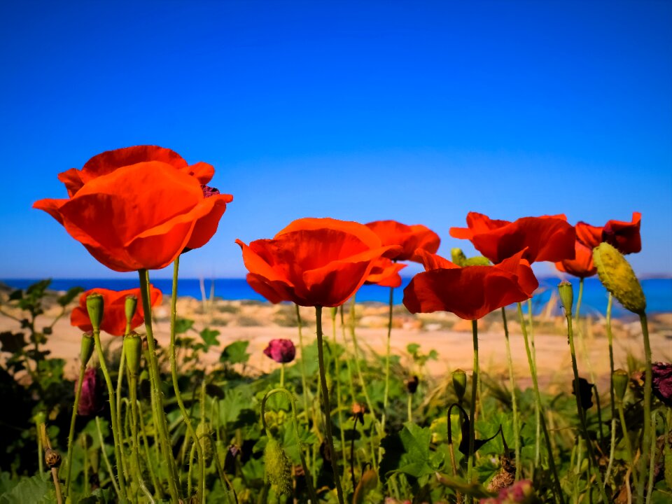 Flower spring blossom