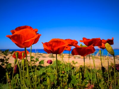 Flower spring blossom