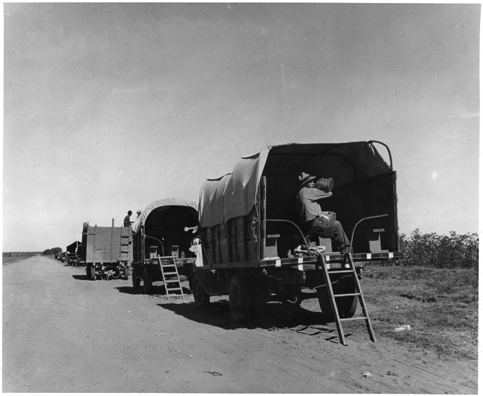 Cortaro Farms, Pinal County, Arizona. Company trucks on edge of cotton field. They haul pickers to t . . . - NARA - 522509