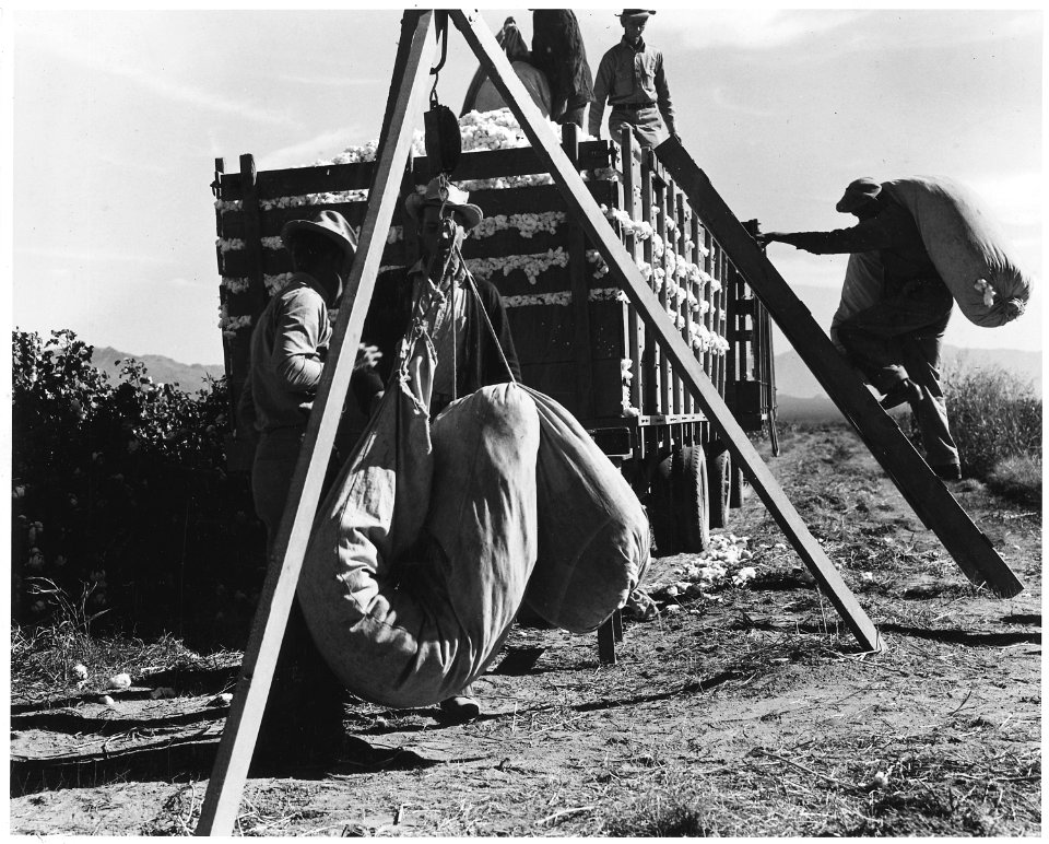 Cortaro Farms, Pinal County, Arizona. Cotton pickers weigh, haul, and dump their sacks at the cotton . . . - NARA - 522505