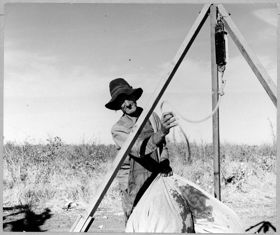 Cortaro Farms, Pinal County, Arizona. Letting down the sack from the scales, old migrant cotton pick . . . - NARA - 522188