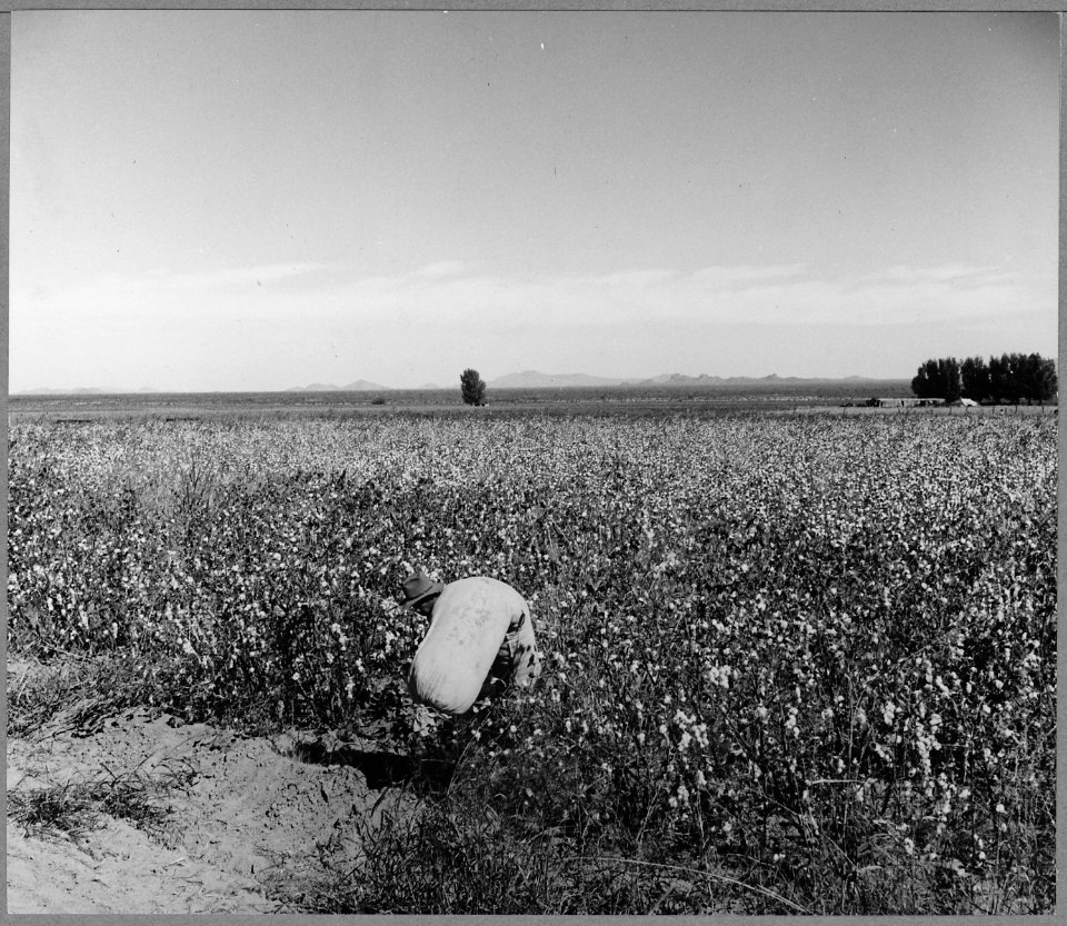 Cortaro Farms, Pinal County, Arizona. Migrant picker bringing cotton from the field. Wages $.75 per . . . - NARA - 522200