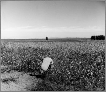 Cortaro Farms, Pinal County, Arizona. Migrant picker bringing cotton from the field. Wages $.75 per . . . - NARA - 522200