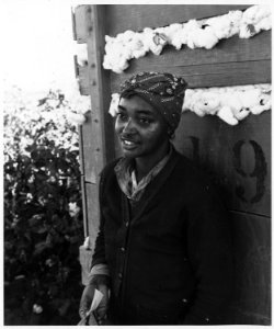 Cortaro Farms, Pinal County, Arizona. Migratory cotton picker on Cortaro Farms. - NARA - 522508